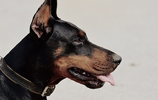 dog-bites-kelly-law-team Dog bites attorney Kelly Law Team